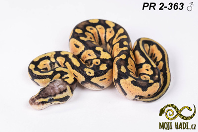 hadi na prodej, mládě, český chov hadů, odchov hadů, mojihadi.cz, Python regius, ballpython, krajta královská, Pastel, poss het Orange Ghost